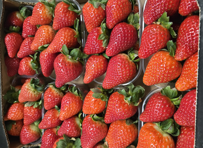 Fragole - Basilicata - 12,5 euro al chilogrammo